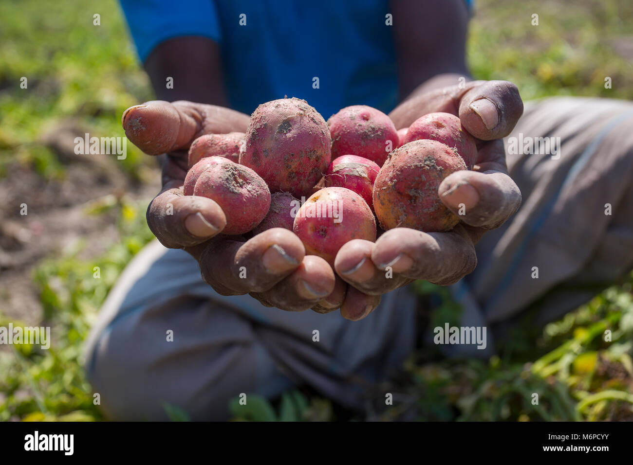 Due mani riempito di patate che mostra un agricoltore a Bogra distretto, Bangladesh. Foto Stock