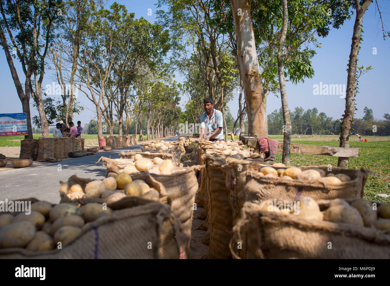 Un lavoratore sta facendo una cucitura un sacco di patate sacco bocca. Foto Stock