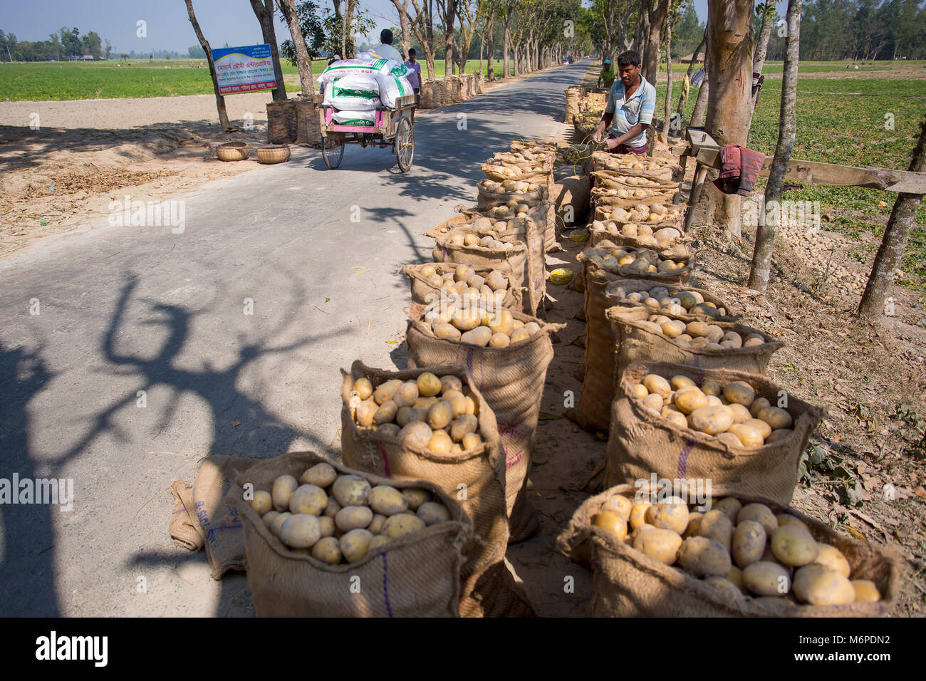 Un lavoratore sta facendo una cucitura un sacco di patate sacco bocca. Foto Stock