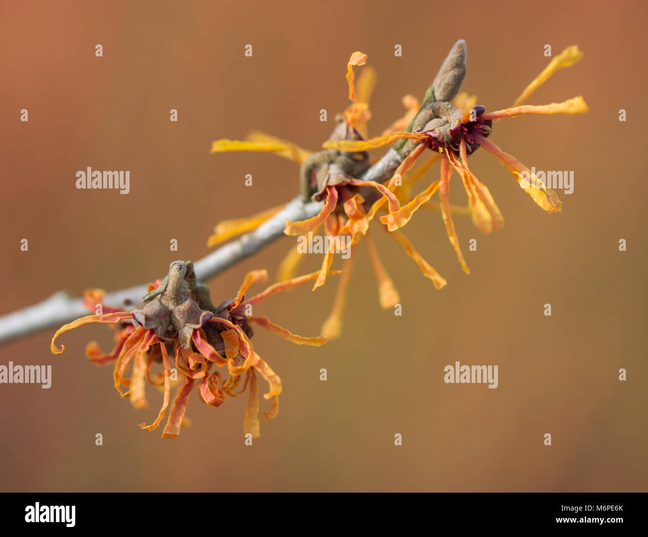 Closeup cinese di amamelide (Hamamelis mollis) fiori, Regno Unito Foto Stock