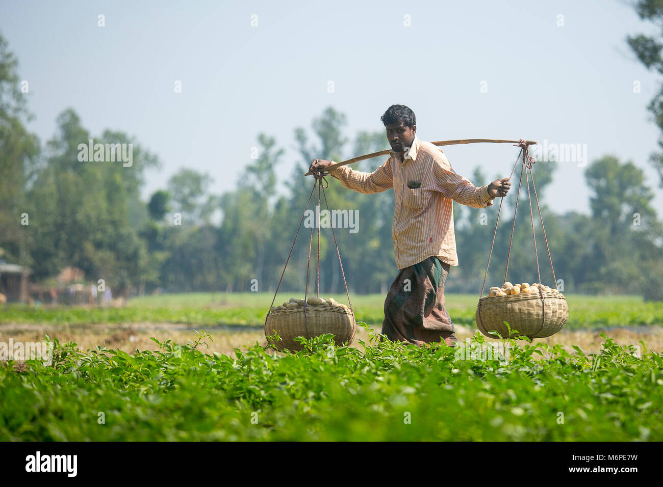 Fatiche sono trasportano raccolti freschi Patate in campo nei pressi di Kahalu a Bogra distretto, Bangladesh. Foto Stock