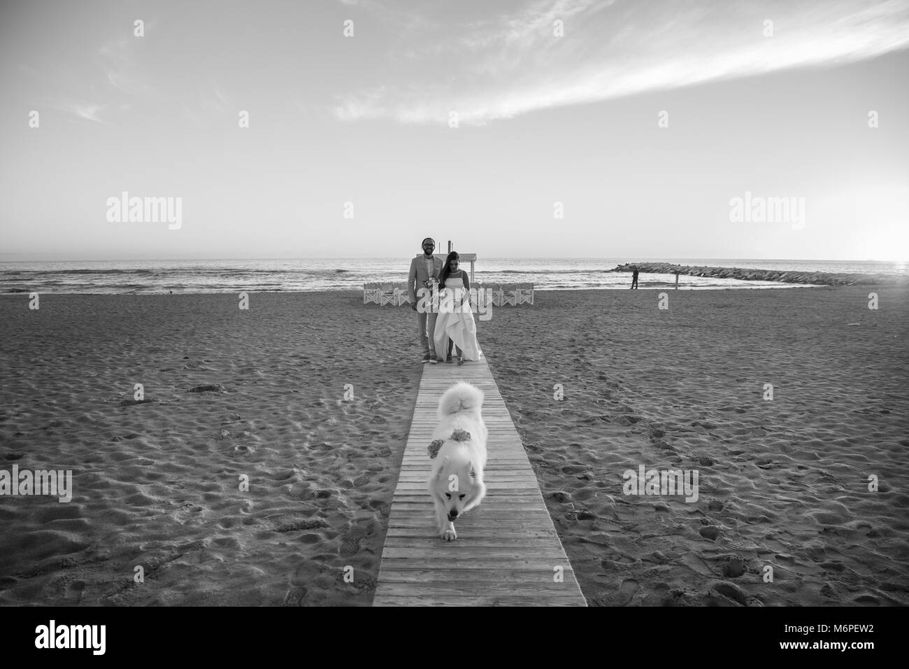 Sposa e lo sposo di camminare sulla spiaggia con il loro cane Foto Stock