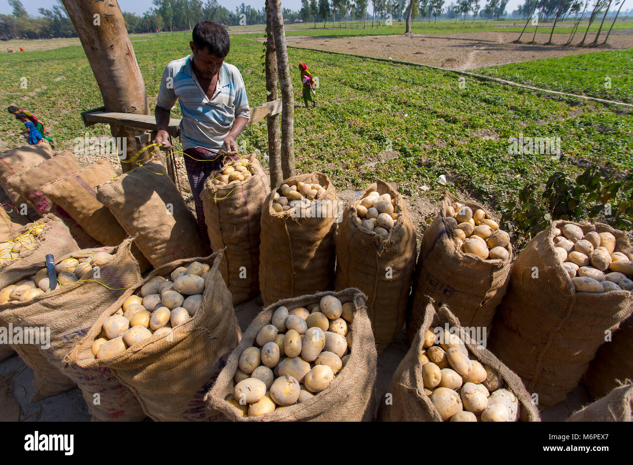 Fatiche sono trasportano raccolti freschi Patate in campo nei pressi di Kahalu a Bogra distretto, Bangladesh. Foto Stock