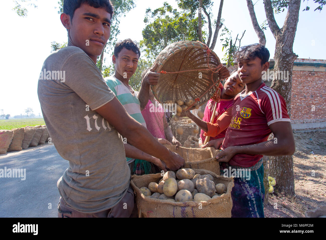 Le patate vengono riempiti con sacchi a Bogra distretto, Bangladesh. Foto Stock