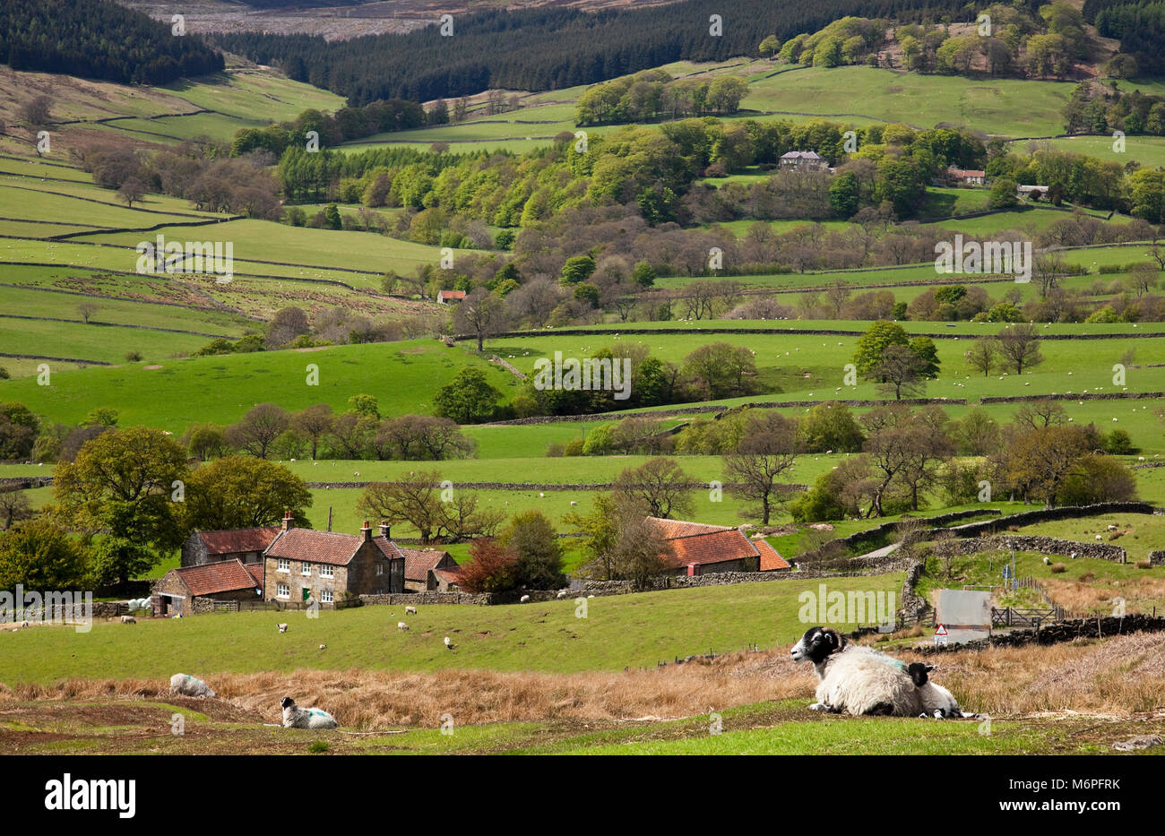 Bransdale nella primavera del North York Moors North Yorkshire Foto Stock