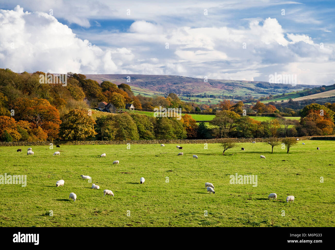 Farndale in autunno North York Moors North Yorkshire Foto Stock