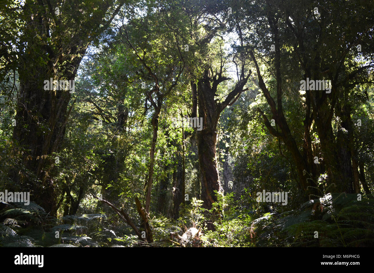 Originaria delle foreste pluviali neotropicali immagini e fotografie