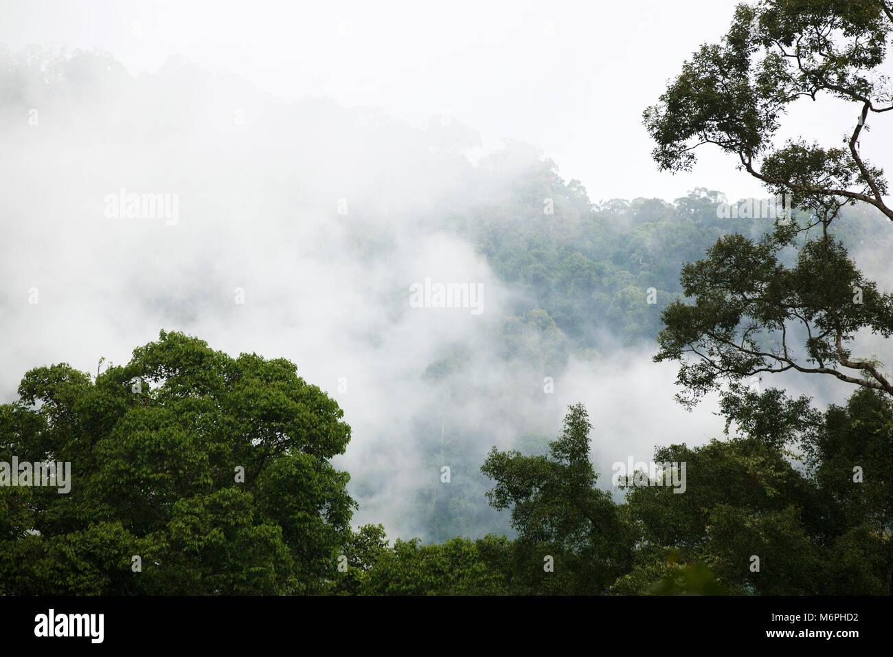 Alberi emergenti nella foresta pluviale tropicale di pianura dipterocarpo con nuvole di basso livello in Danum Valley Conservation Area, Sabah, Malesia, Borneo Foto Stock