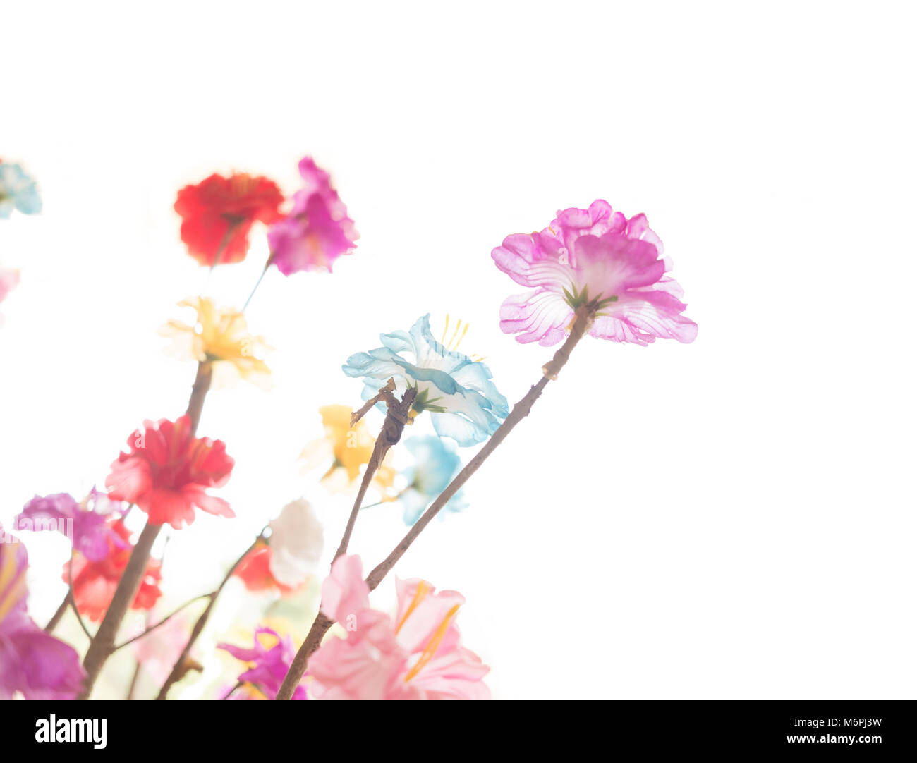 Fiori colorati e messa a fuoco selettiva. Isolato su sfondo bianco Foto Stock