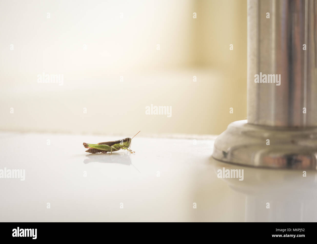 Grasshopper all interno della casa. Confronto tra piccolo insetto e pilastro di metallo Foto Stock