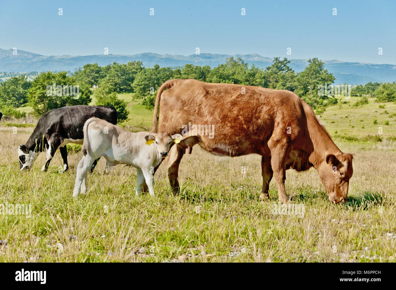 Naturalmente sollevato mucca e vitello al pascolo vicino al luogo chiamato Laktac vicino alla città di Vrlika, Croazia Foto Stock