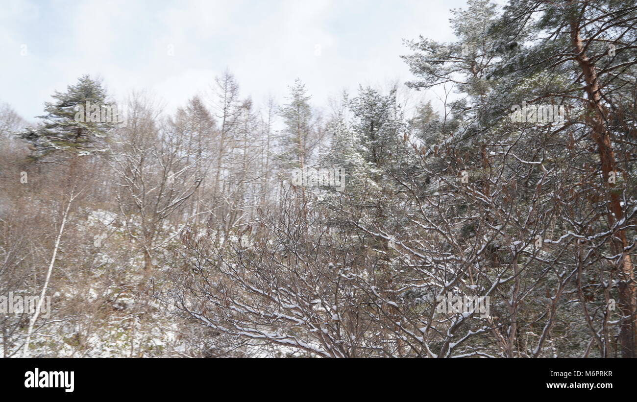 Inverno in Giappone , la neve nella foresta ,Onsen quantità neve Foto Stock