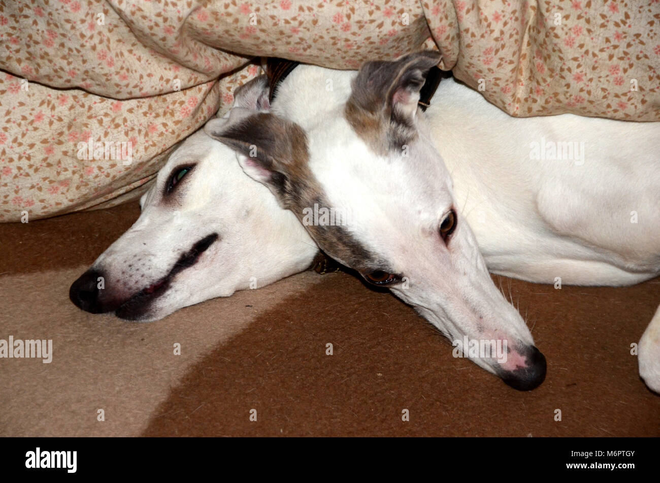 Due di medie dimensioni i cani mantenere ogni altro caldo sotto un tappeto. Foto Stock