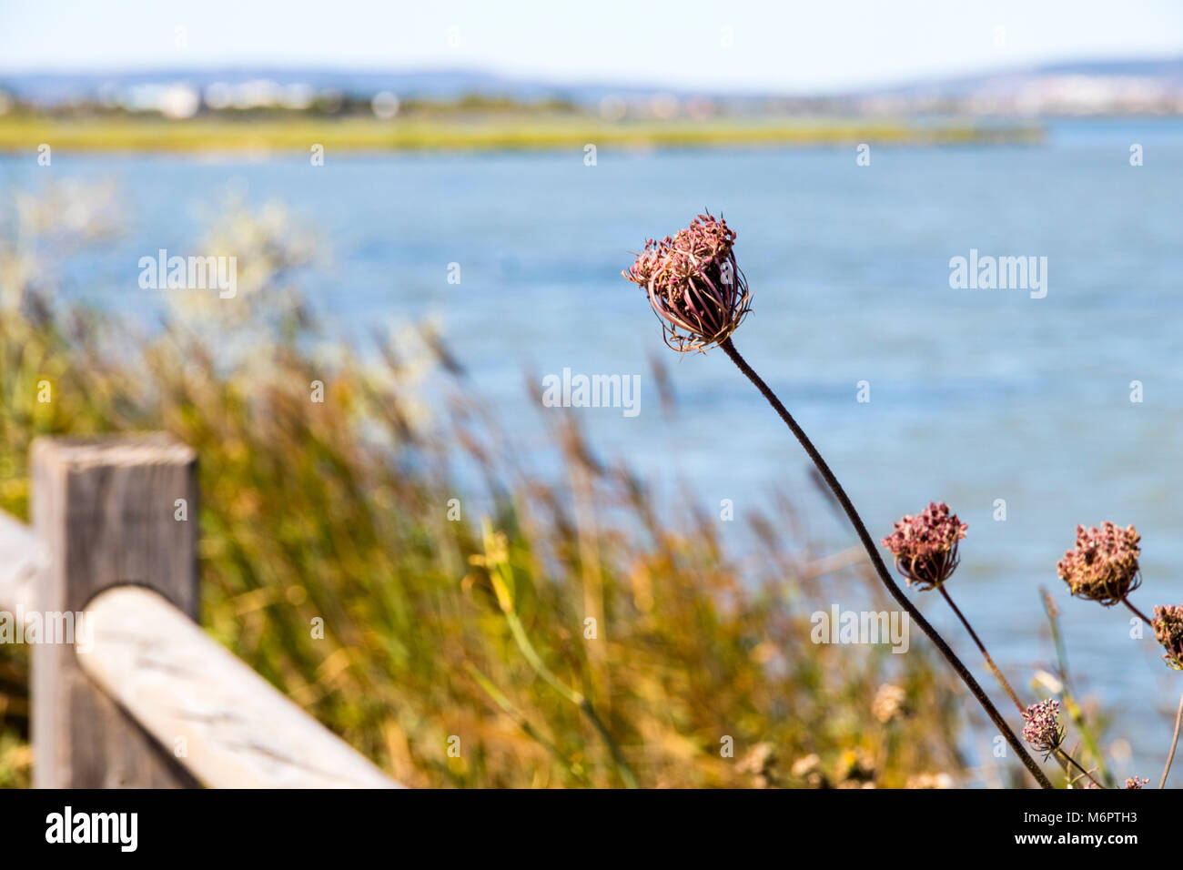 Viste di una palude e un impianto in Camargue regione naturale, Francia Foto Stock