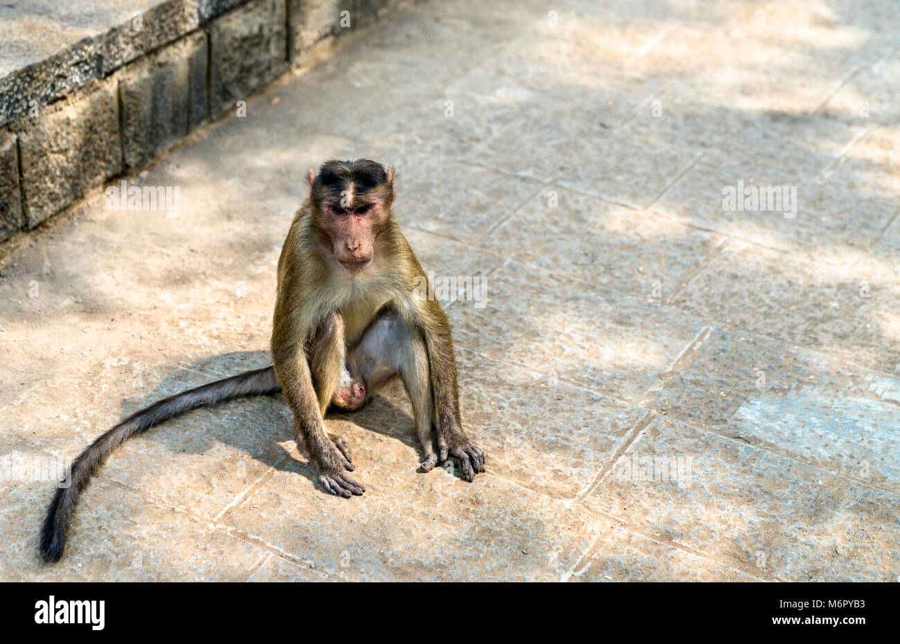 Cofano macaque sull isola Elephanta vicino a Mumbai in India Foto Stock