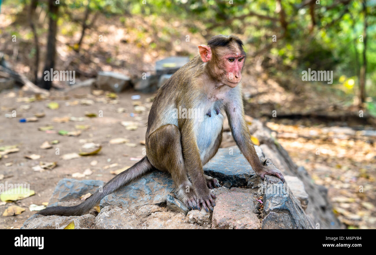 Cofano macaque sull isola Elephanta vicino a Mumbai in India Foto Stock