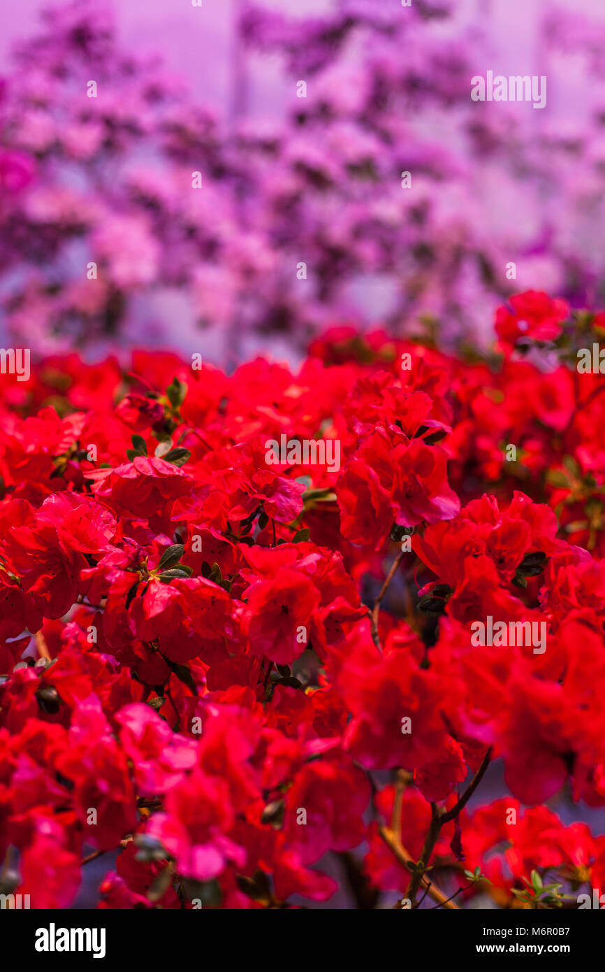 Molti rami con boccioli di fiori per un bouquet. Foto Stock
