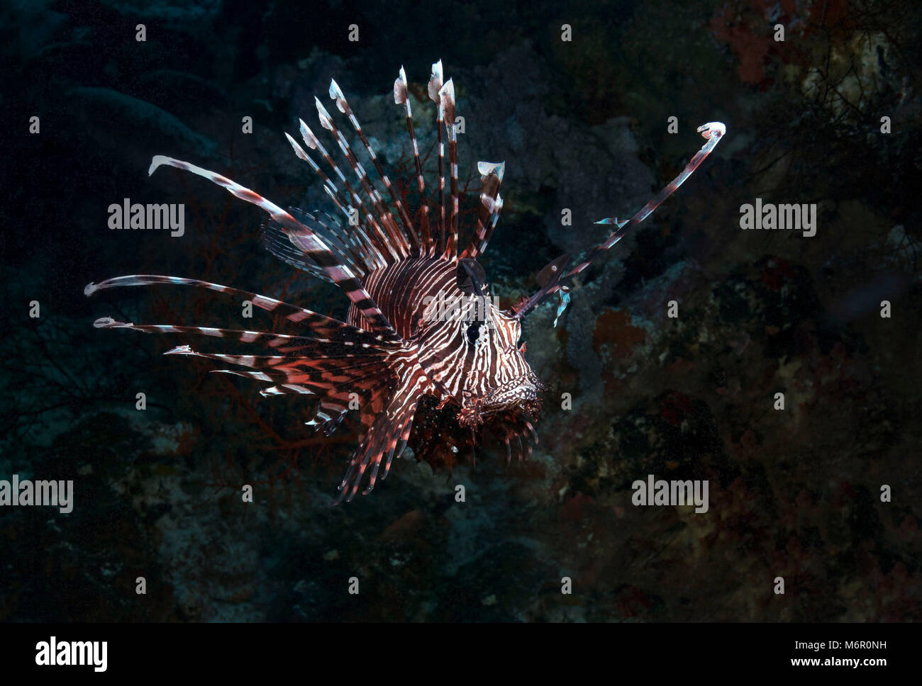 Leone (Pterois). La foto è stata scattata nel Mare di Celebes, Indonesia Foto Stock