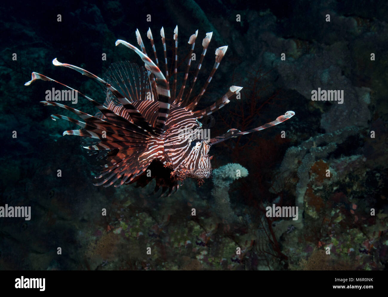 Leone (Pterois). La foto è stata scattata nel Mare di Celebes, Indonesia Foto Stock