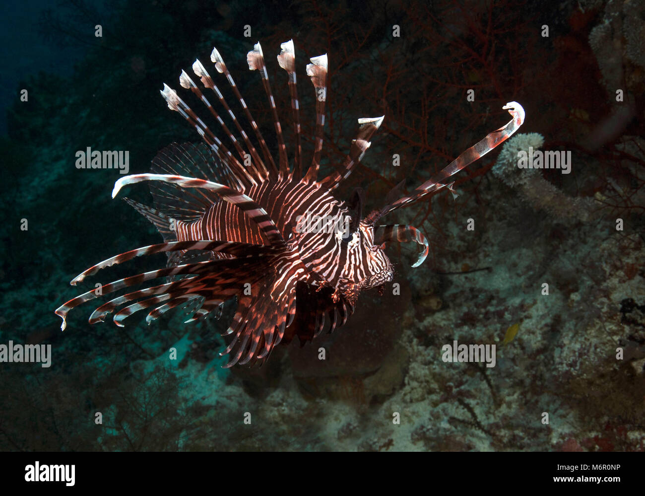 Leone (Pterois). La foto è stata scattata nel Mare di Celebes, Indonesia Foto Stock