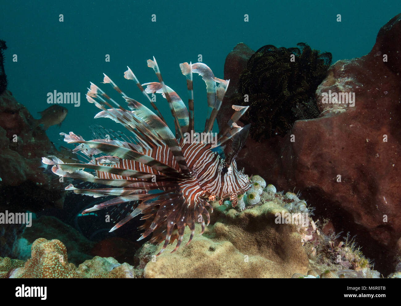Leone (Pterois). La foto è stata scattata nel Mare di Celebes, Indonesia Foto Stock