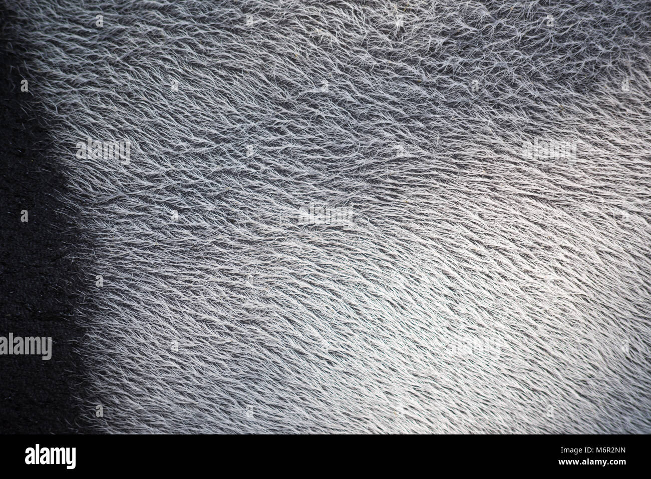 Il tapiro la texture della pelle Foto Stock