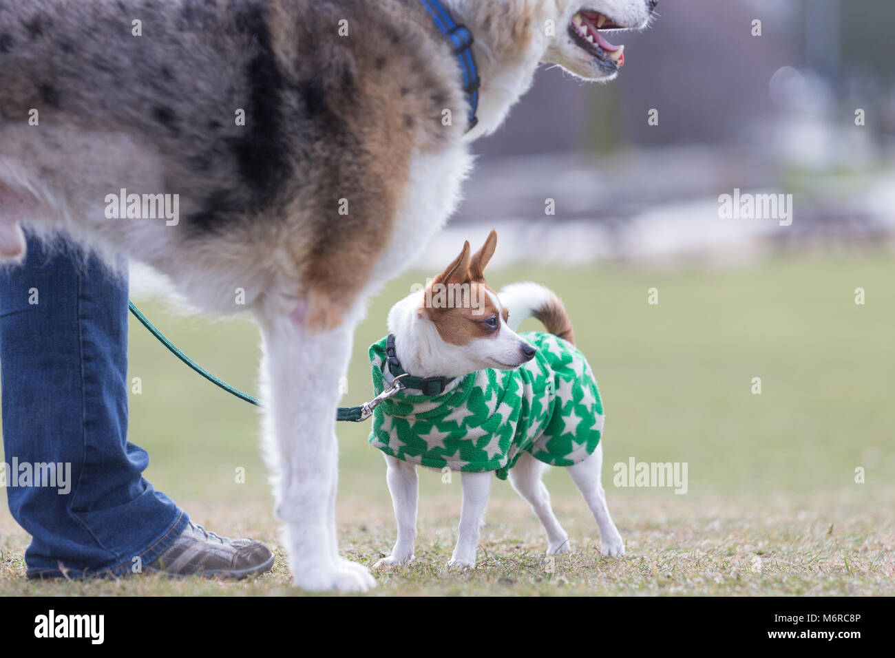 Papillon e Jack Russell cross razza cane con cane di grandi dimensioni Foto Stock