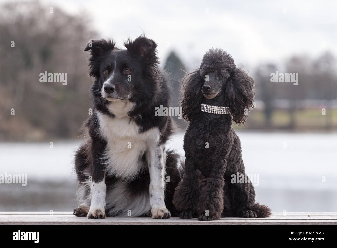 Border Collie e Miniatura barboncino cani, il Crufts Foto Stock