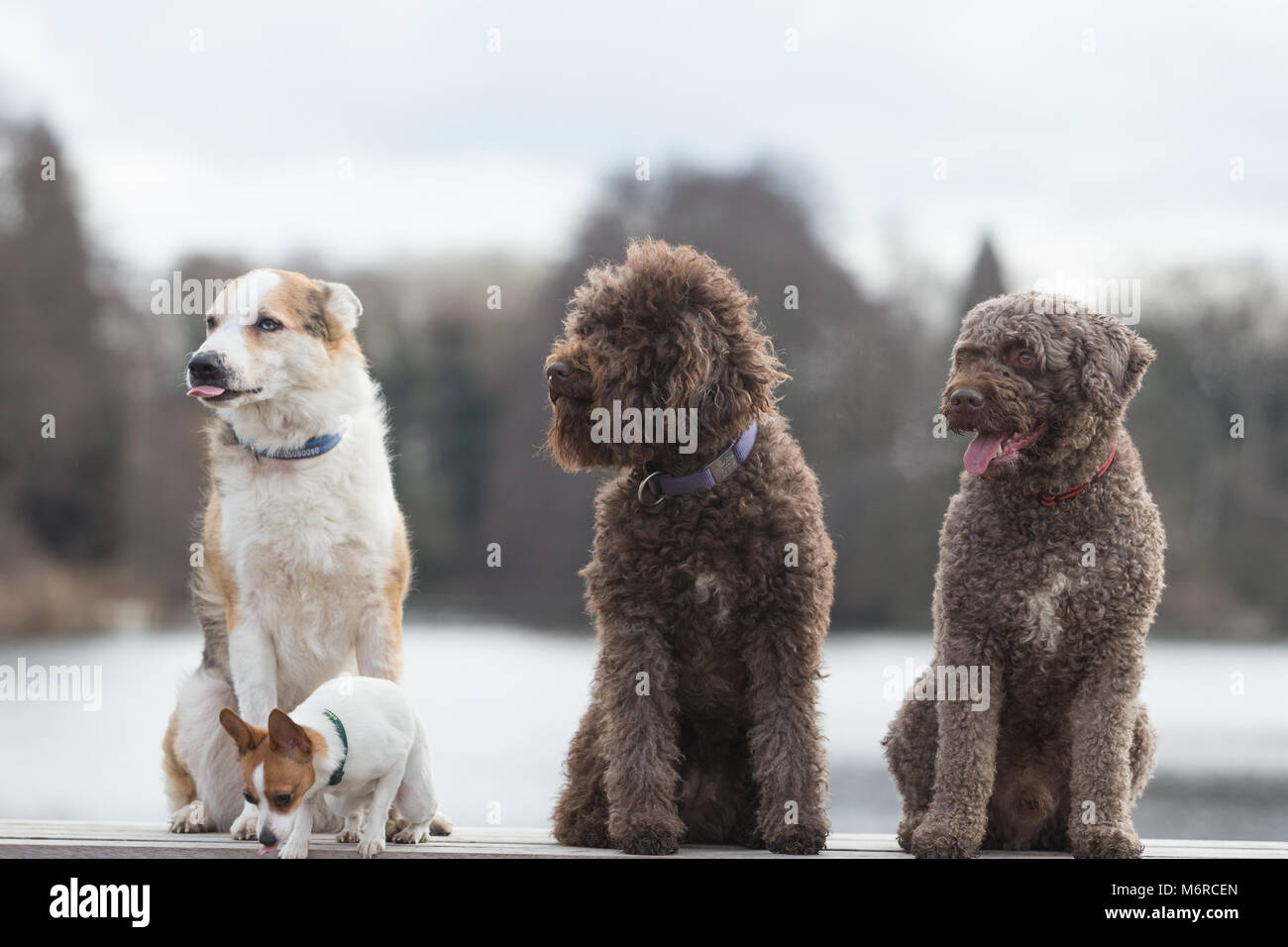 Di pura razza cani al Crufts 2018 Regno Unito Foto Stock