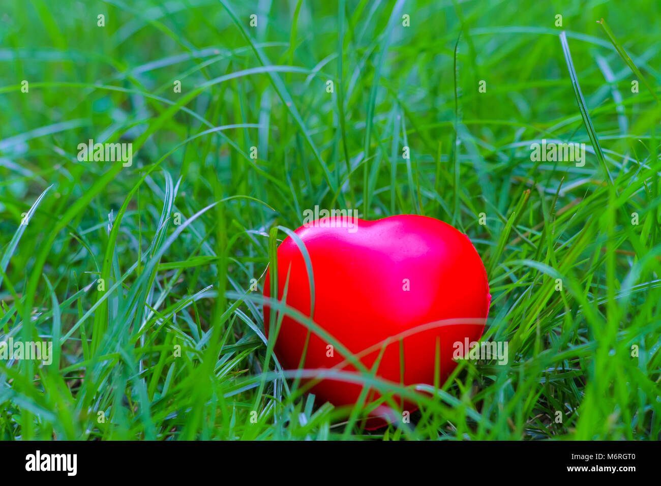 Cuore rosso forma su erba, sfondo astratto metafora per amore solitario o trascurare l atto di essere abbandonati. per il giorno di San Valentino il concetto di stagione. Foto Stock