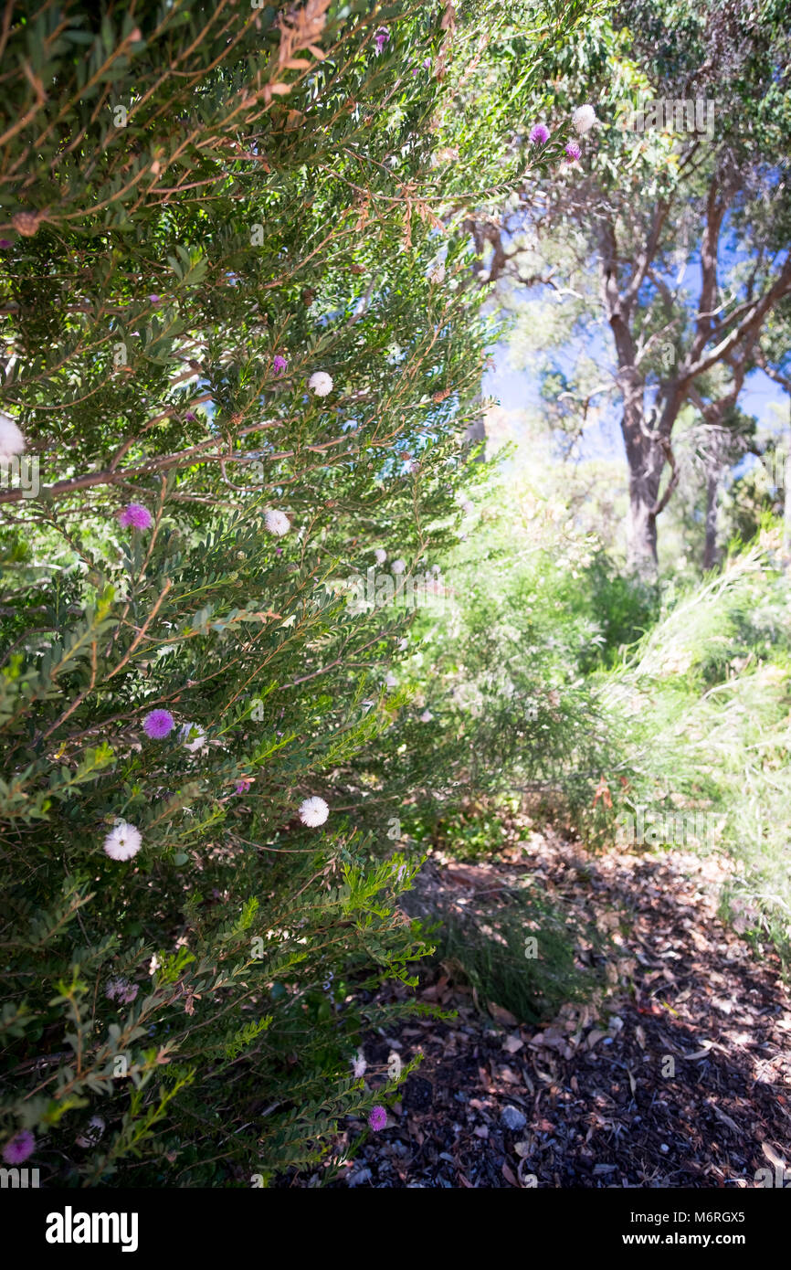 Viola e bianco-pom pom di fiori nel bush australiano in Bert Togno Park Wanneroo, Perth, Western Australia Foto Stock
