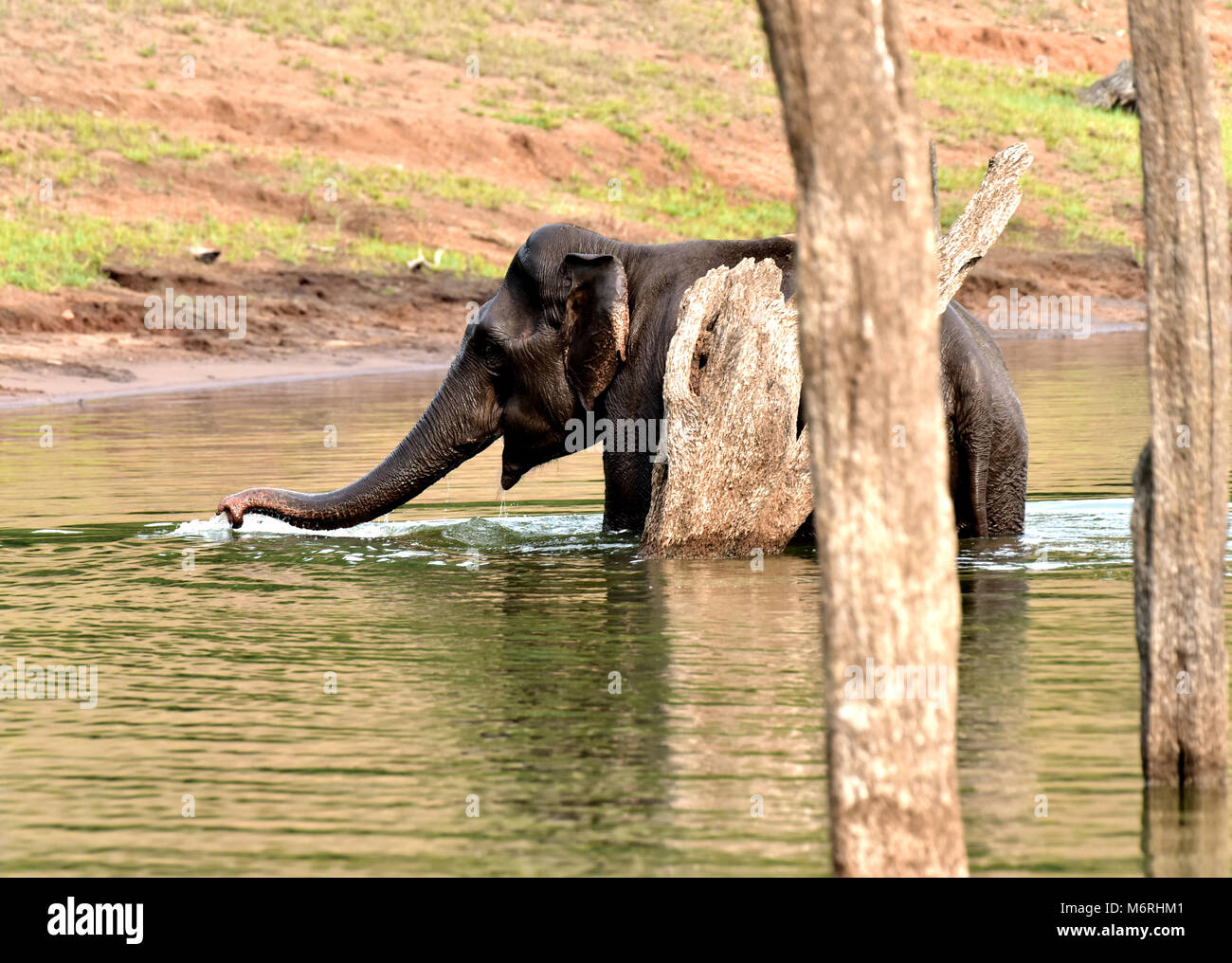 Questa foto iis presi da thekkady,kerlal.un elefante è venuto per breakefast e balneazione in corrispondenza di un tempo di mattina. Foto Stock
