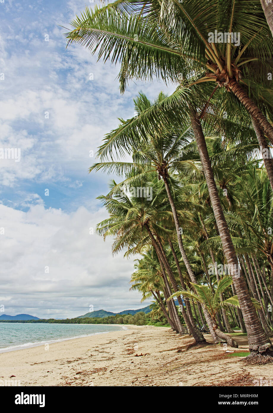 Palm Cove Beach, Cairns QLD - Vista della palma da cocco treeline spiaggia sabbiosa e l'acqua chiara come un ciclone tropicale "forse' costituisce un modo per uscire in mare di corallo Foto Stock