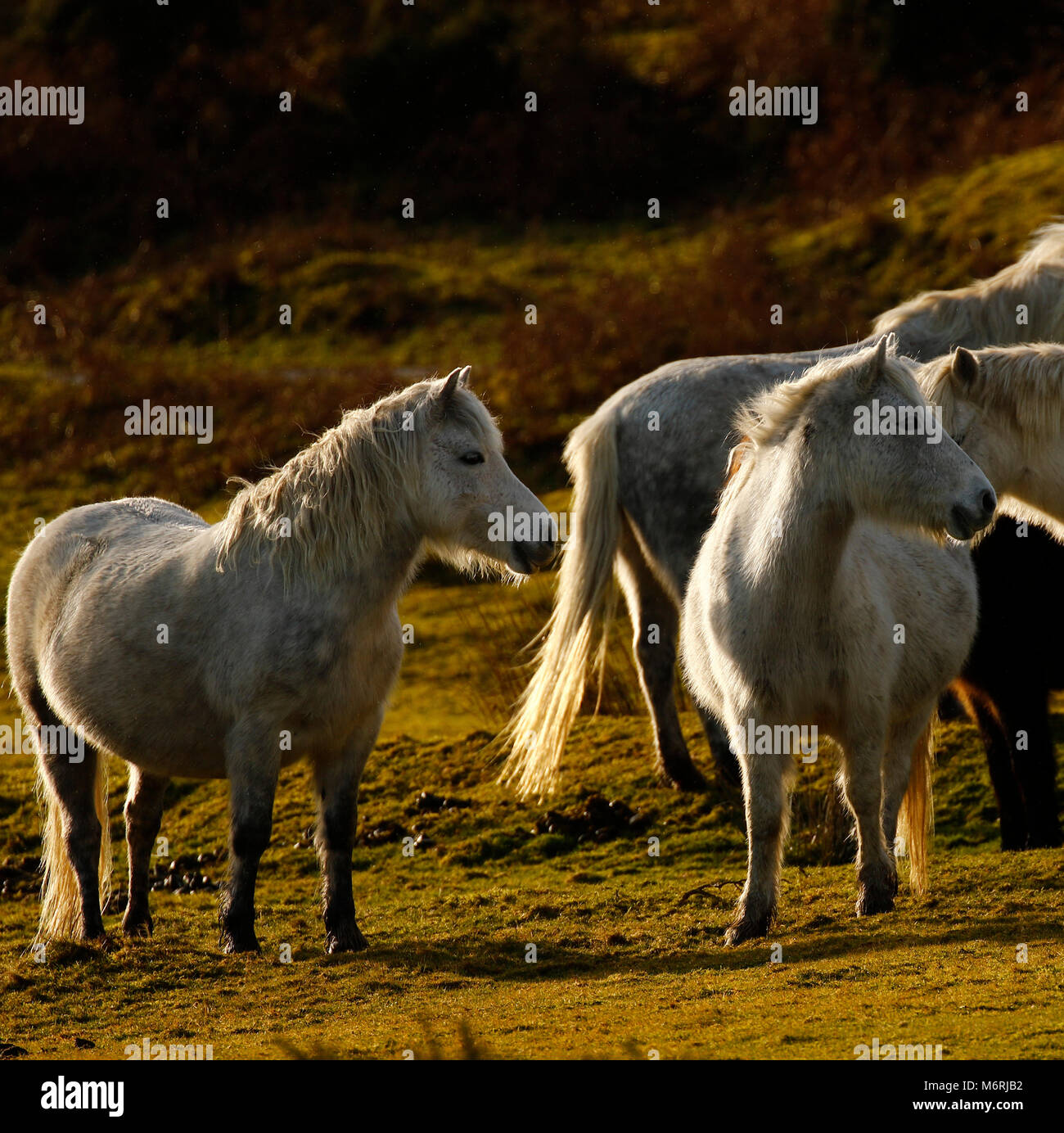 Grigio pony selvatici raccolti insieme a Dartmoor Foto Stock