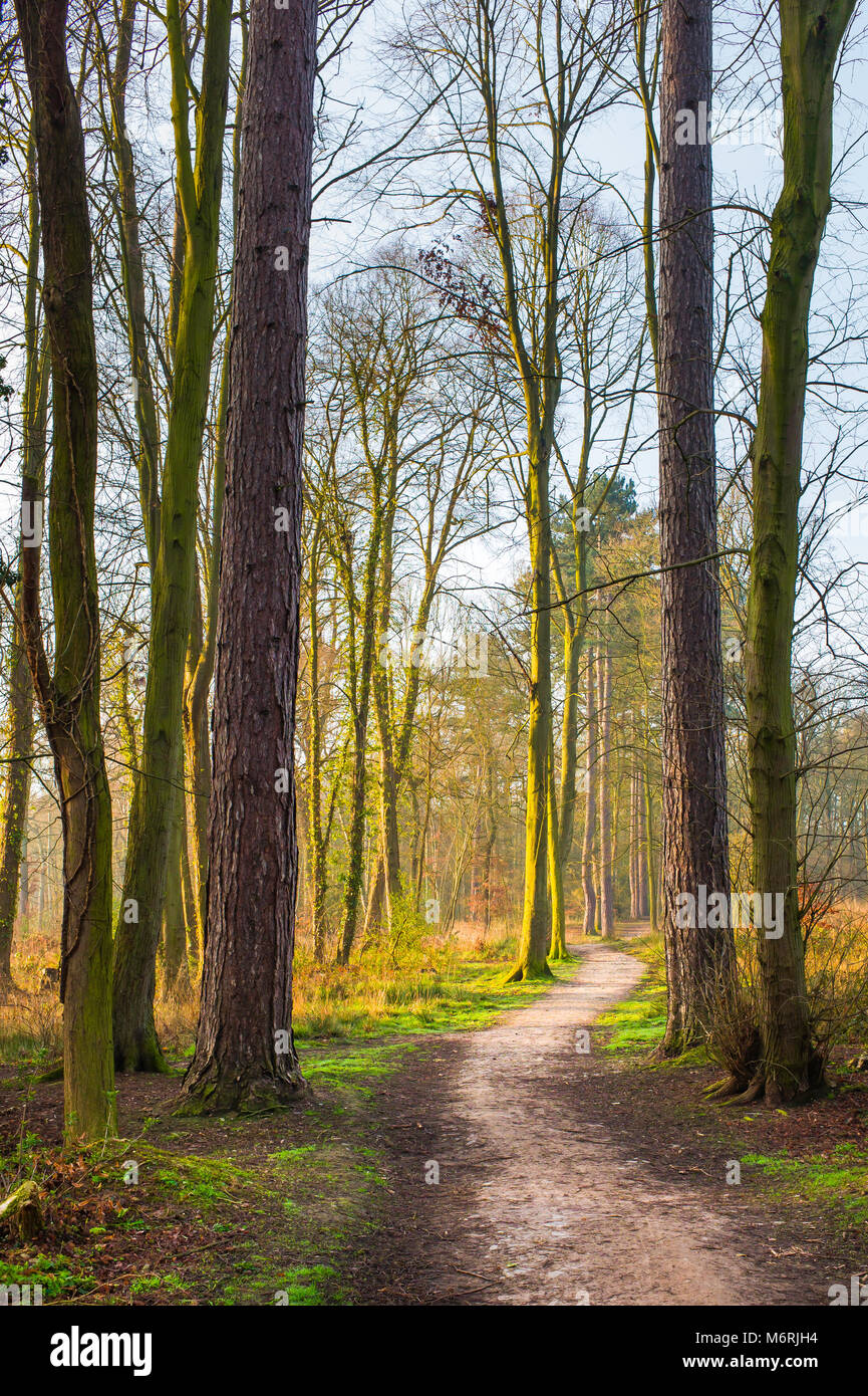 Boschi Swithland ,il legno è parte del legno Swithland e il marchio SSSI, nota sia per il suo biologici e di interesse geologico e Leicestershi Foto Stock
