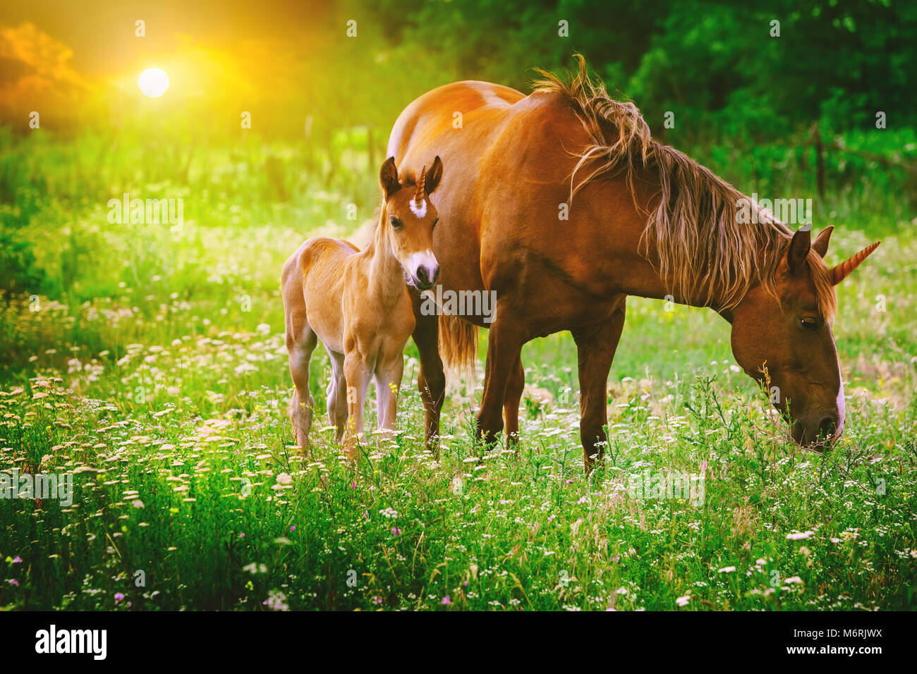 Bella unicorns Mare e puledro nel magico paesaggio forestale al tramonto, immagine realistica. Unicorn madre e unicorn puledro correre insieme. Foto Stock