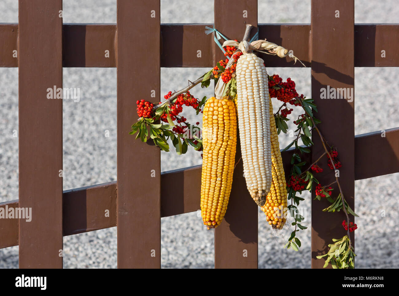 Orecchio mais decorazione su un Picket Fence Foto Stock