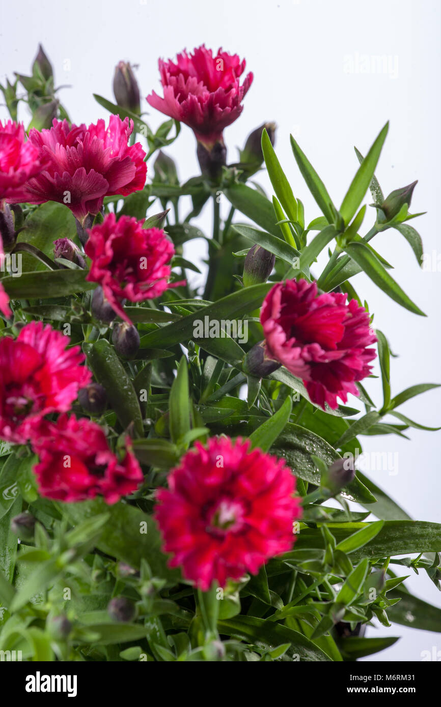 "Telstar' Cina Rosa, Sommarnejlika (Dianthus chinensis) Foto Stock