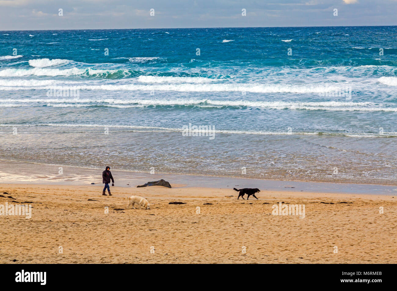 Una signora dog walker esercitando i suoi cani su una deserta spiaggia Porthmeor in St Ives, Cornwall, Regno Unito Foto Stock