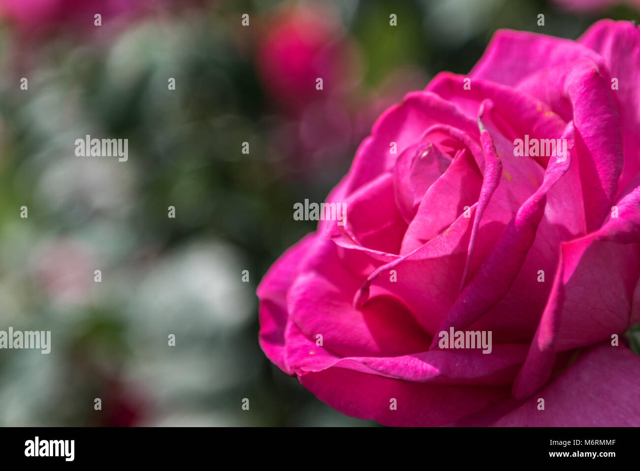 Rosa chinensis, Cina rosa, rosa cinese Foto Stock