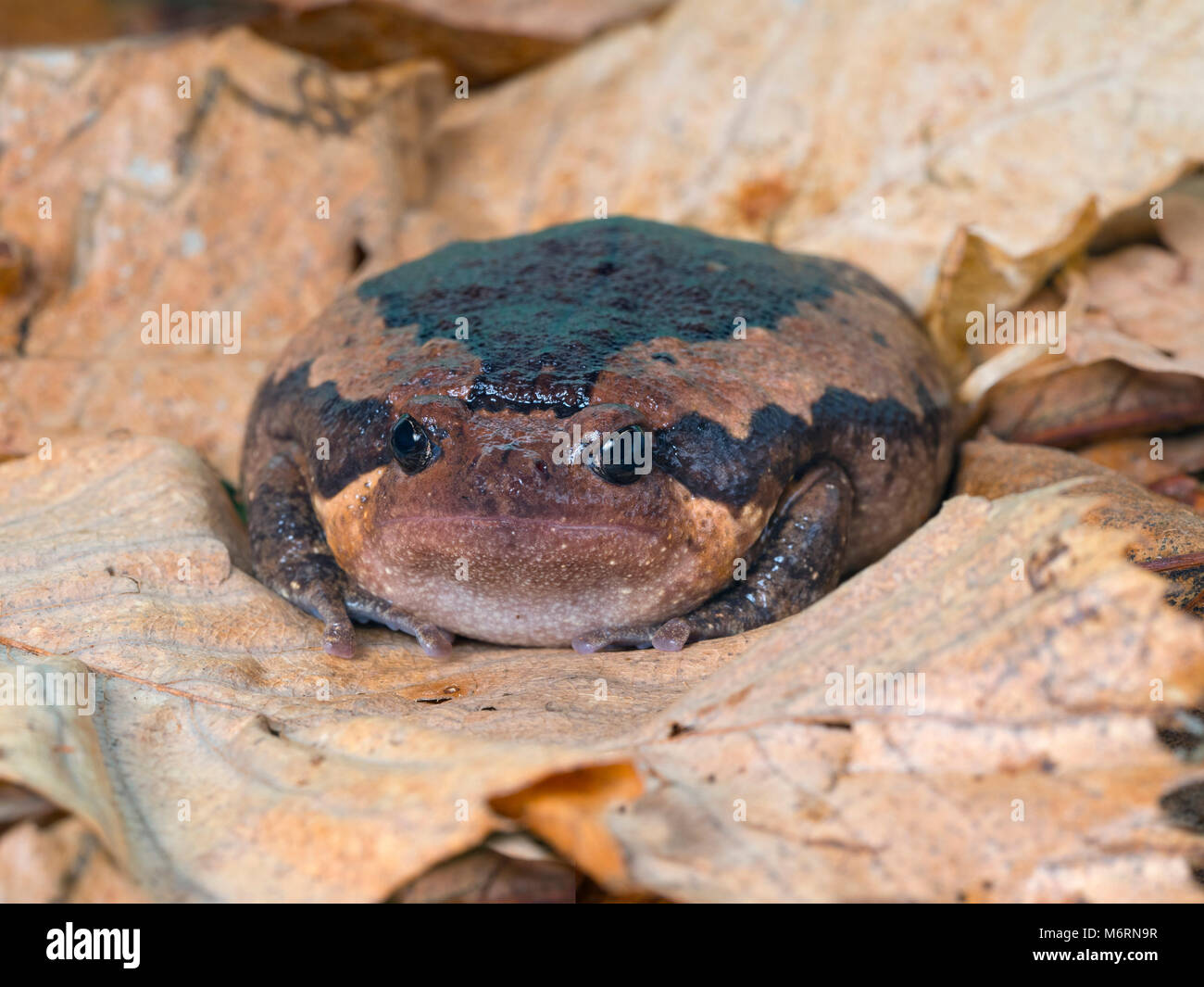 Chubby Frog Kaloula pulchra Captive pet Foto Stock