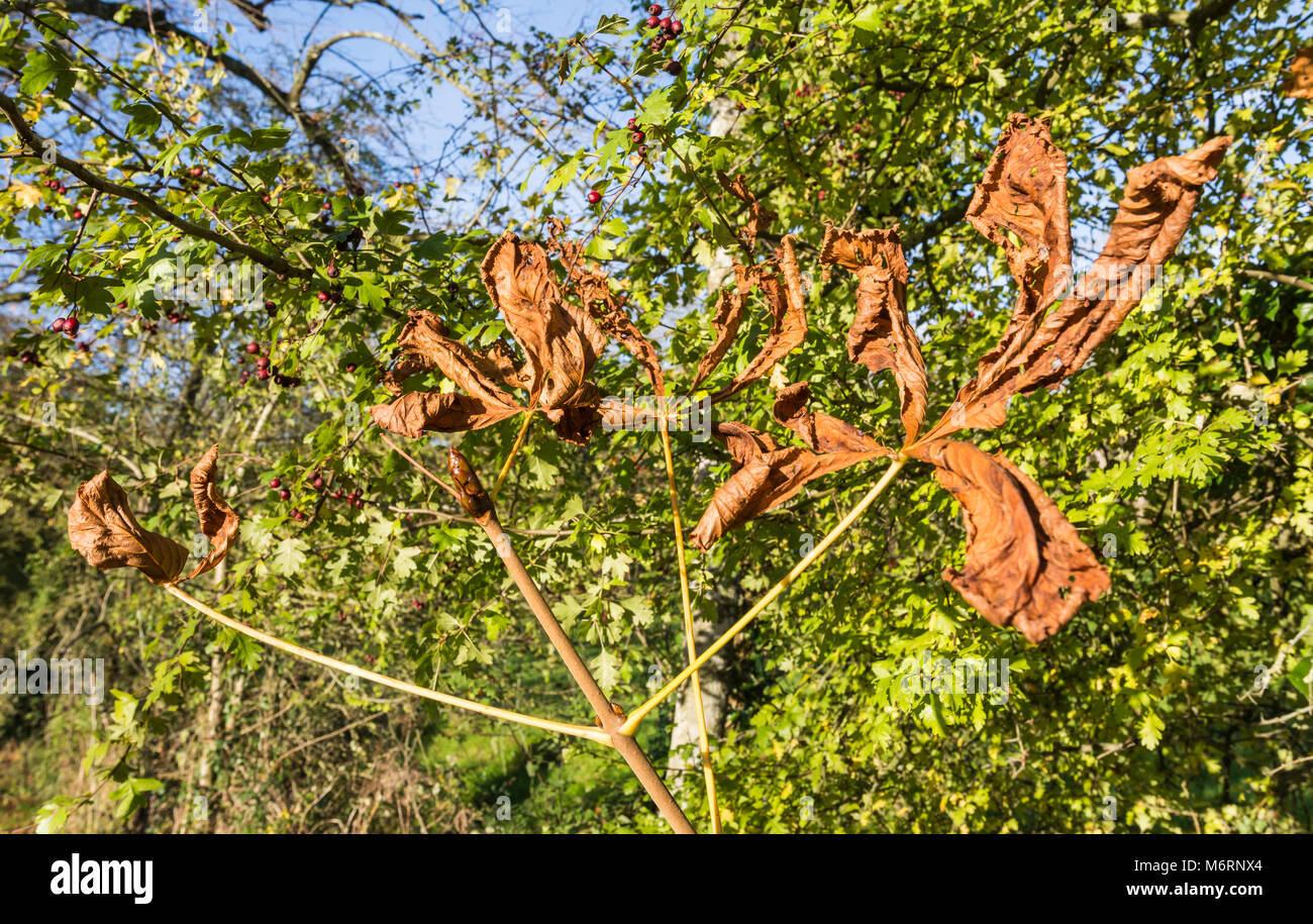 Ippocastano foglie, eventualmente danneggiati da una foglia minatore provocando il loro essere asciutto, marrone e appassiti mentre ancora su un albero in autunno nel Regno Unito. Foto Stock