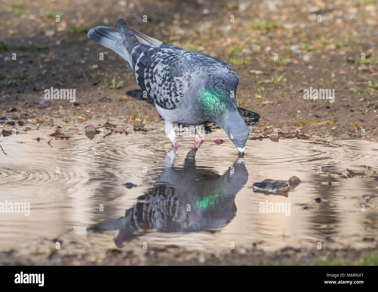 Piccioni selvatici (Columba livia domestica) acqua potabile da una pozza sul terreno in inverno nel Regno Unito. Foto Stock