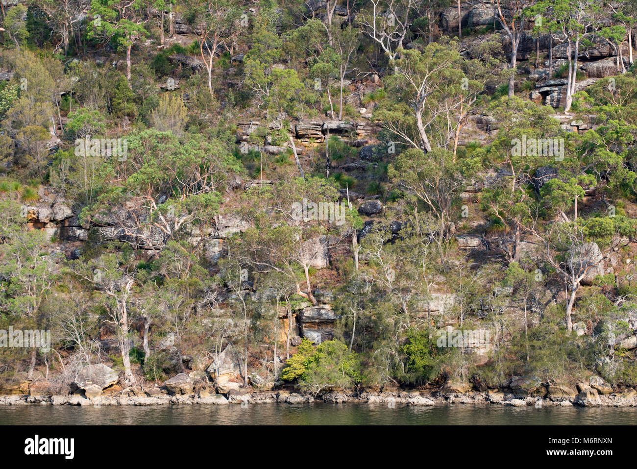 Eucalipto (GUM) alberi coprono una collina nel Kuring-gai parco nazionale vicino alla bobina testa a nord di Sydney NSW, Australia Foto Stock