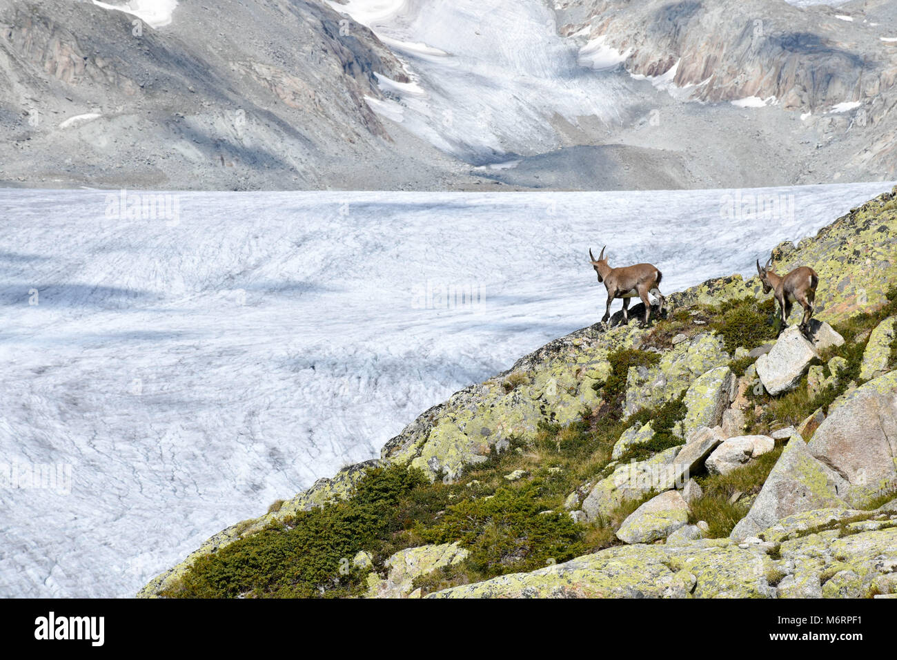 Stambecco nel ghiacciaio del Rodano valle, nelle alpi svizzere, Europa Foto Stock