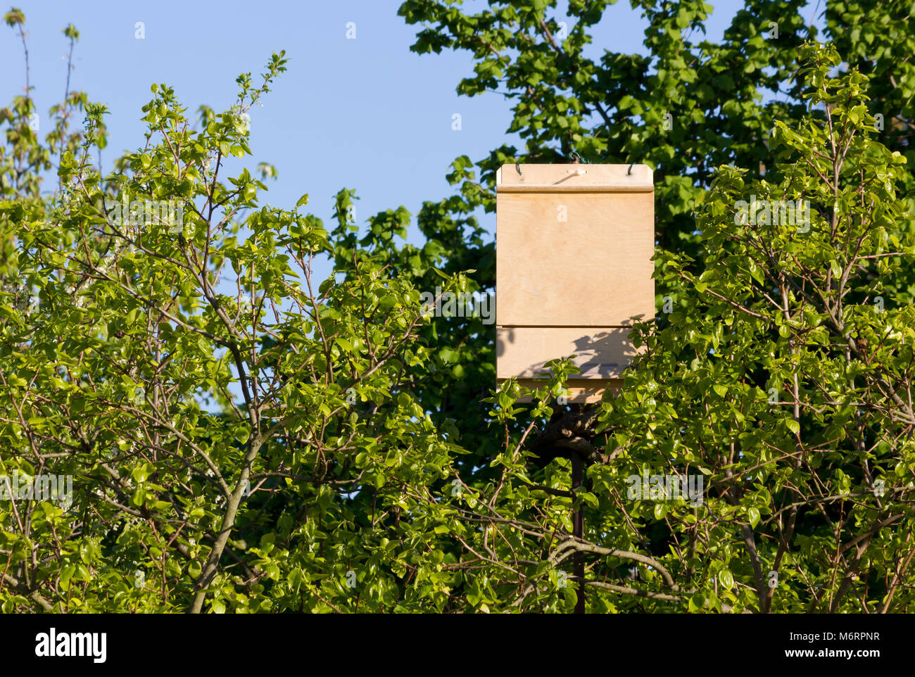 Mazza di legno box tra i rami di un albero Foto Stock