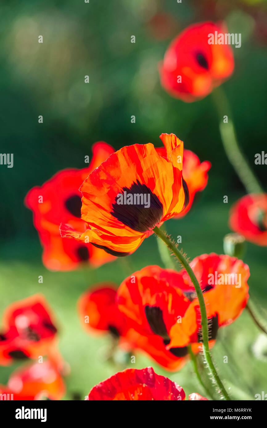 Ladybird poppy - Papaver commutatum Foto Stock