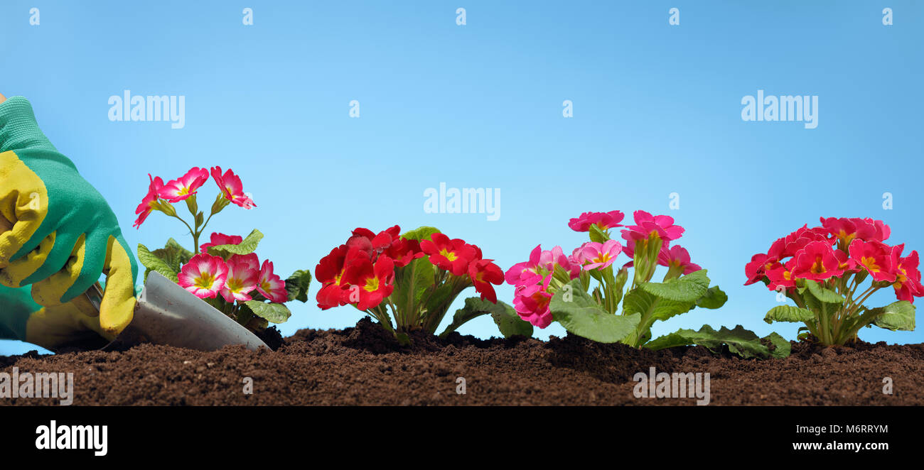 I giardinieri di mani di piantare fiore in giardino Foto Stock