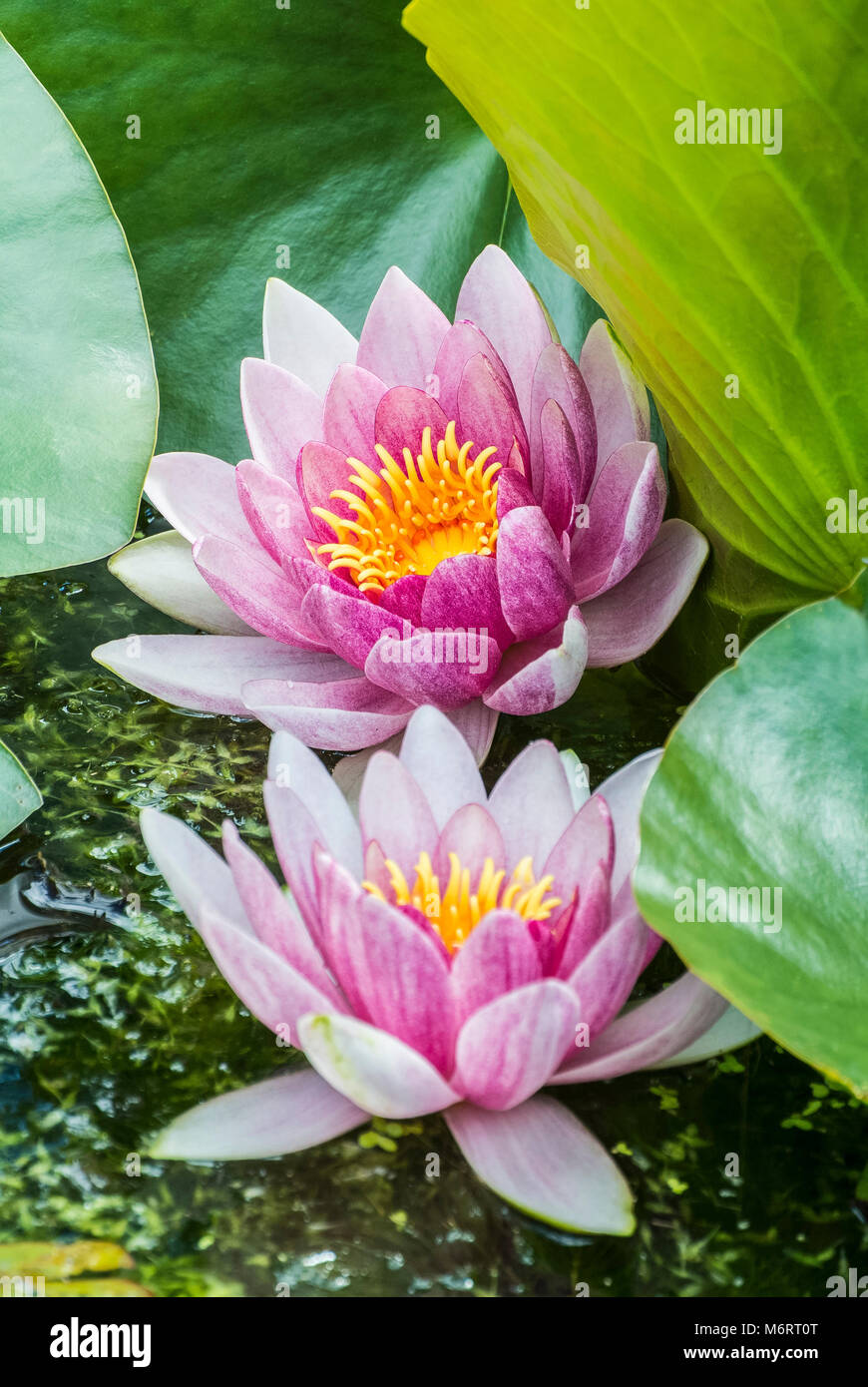 Giglio di acqua "Charles de Meurville' - Nymphaea Foto Stock