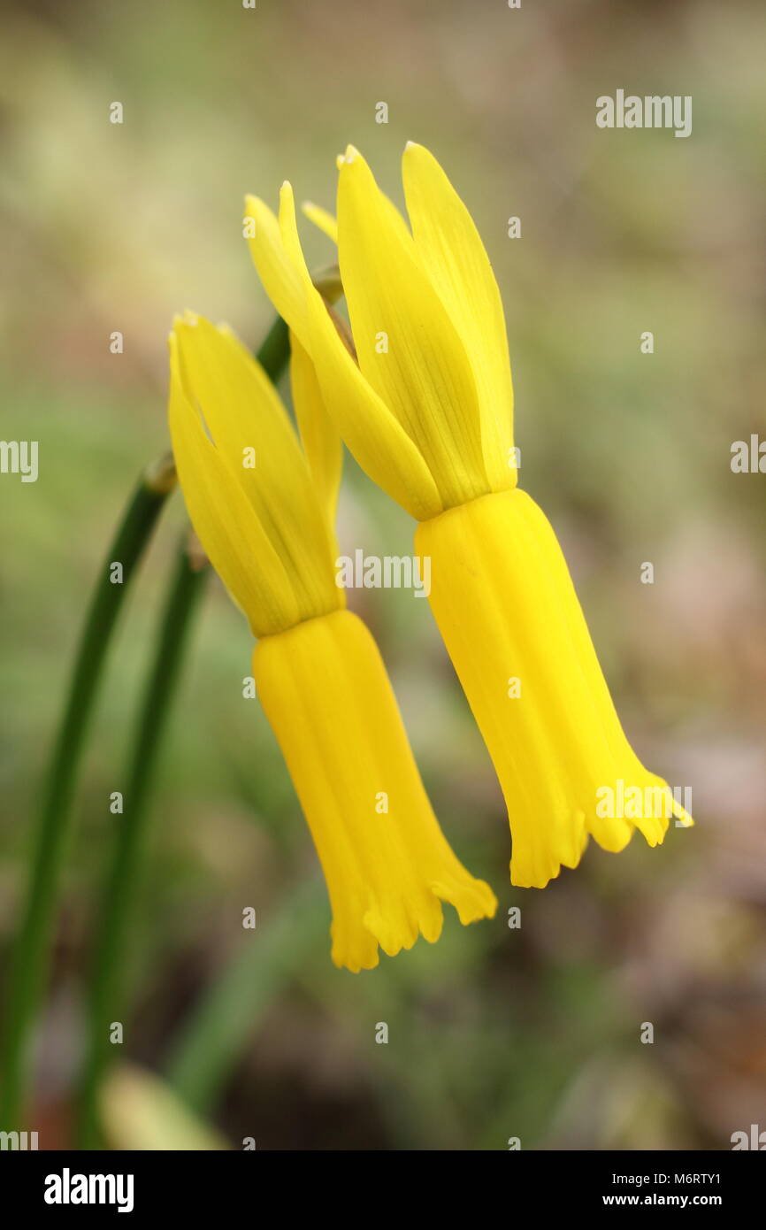 Narcissus cyclamineus o Ciclamino a fiore daffodil, in fiore a fine inverno/inizi primavera, REGNO UNITO Foto Stock
